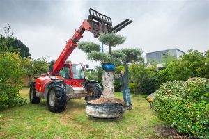 Planter un olivier Le Pouliguen