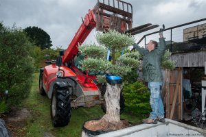 Planter un olivier Le Pouliguen
