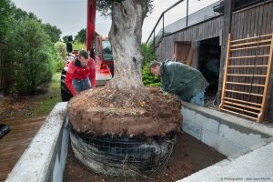 Planter un olivier Le Pouliguen