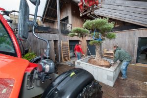 Planter un olivier Le Pouliguen