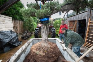 Planter un olivier Le Pouliguen