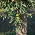 Planter un olivier La Baule Guérande Pornichet Saint Nazaire