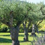 Planter un olivier La Baule Guérande Pornichet Saint Nazaire